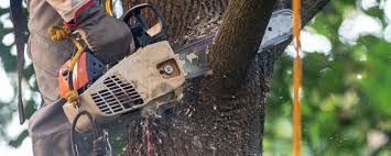 Best Tree Risk Assessment  in North Corbin, KY